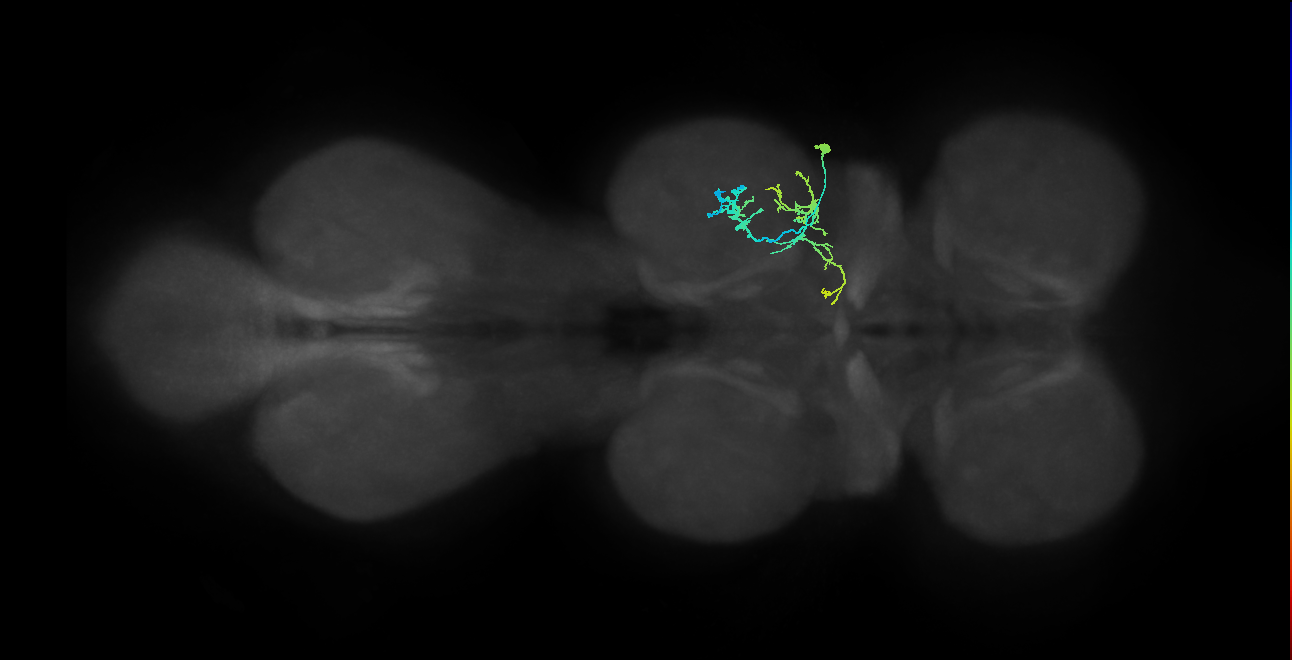 IN09A076_R (MaleCNS:806606)
