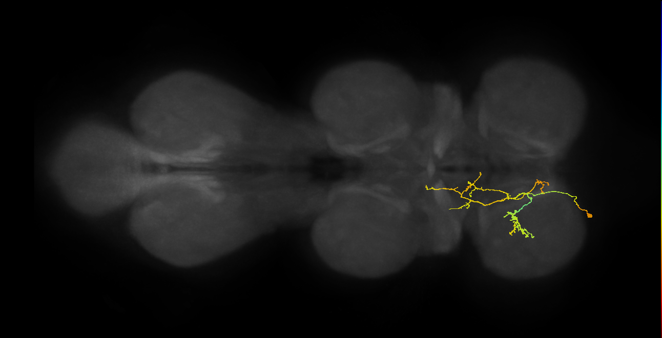 IN09A077_L (MaleCNS:815651)