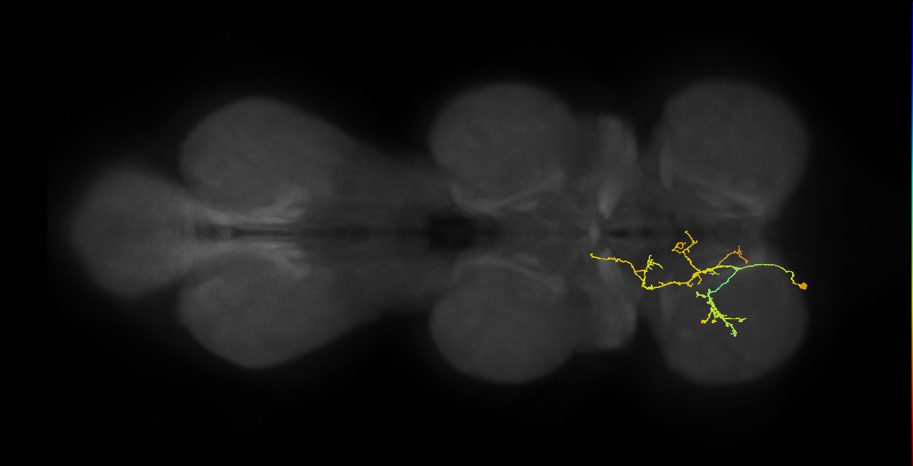 IN09A077_L (MaleCNS:908927)