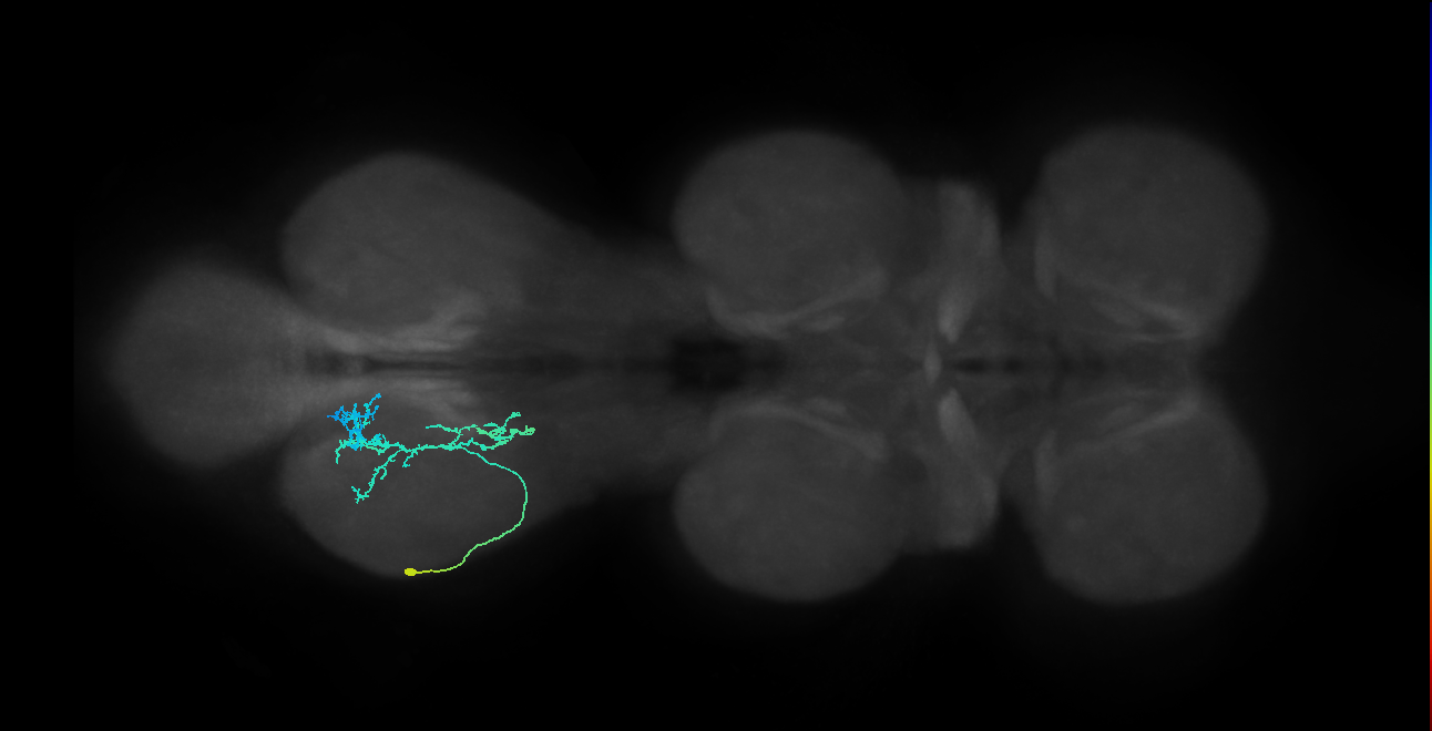 IN09A078_L (MaleCNS:808543)