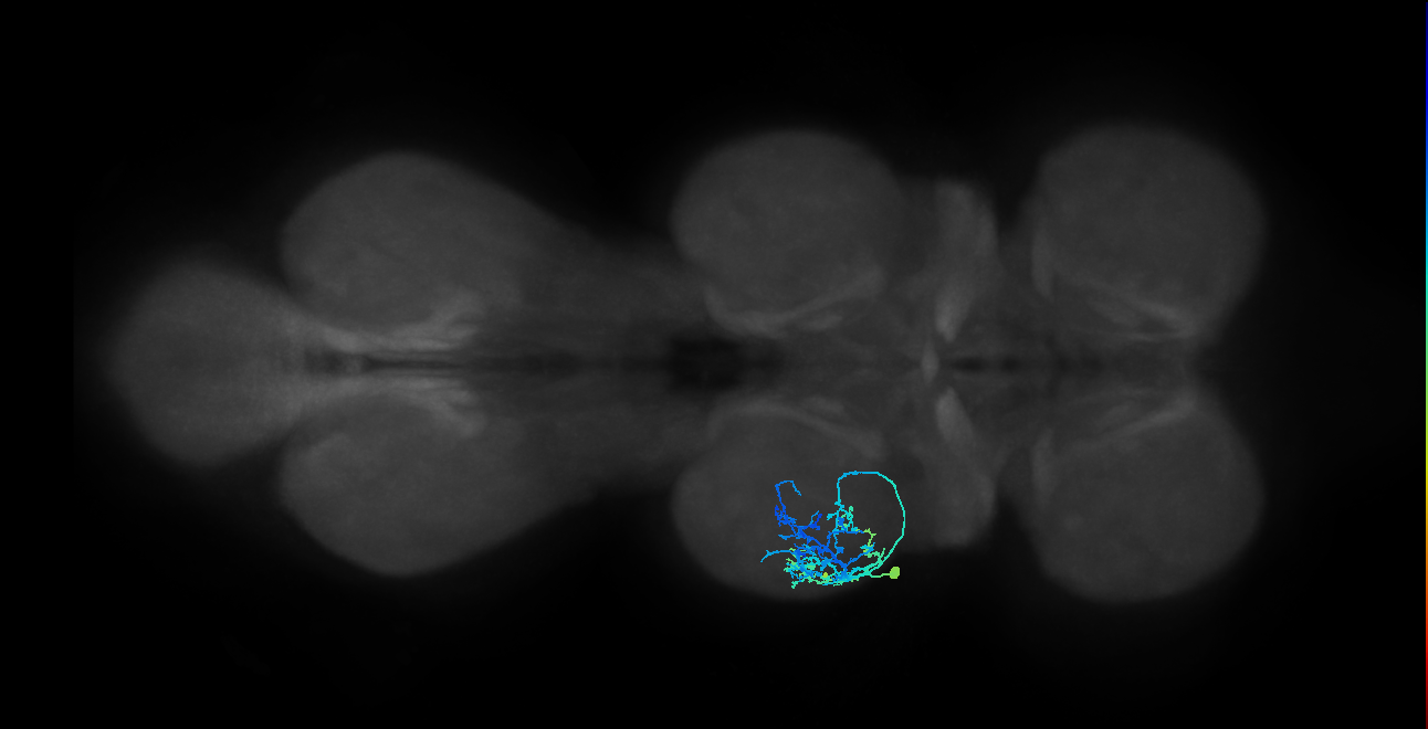IN09A079_L (MaleCNS:811917)