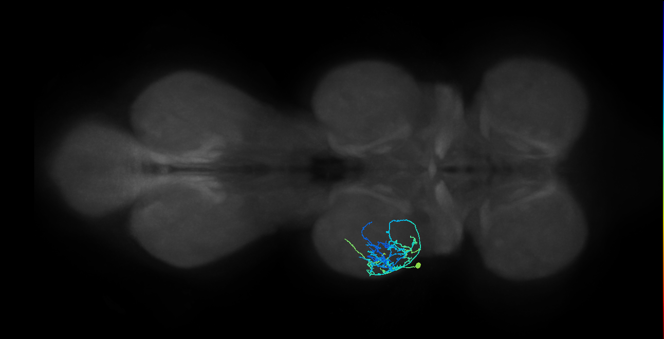 IN09A079_L (MaleCNS:813499)