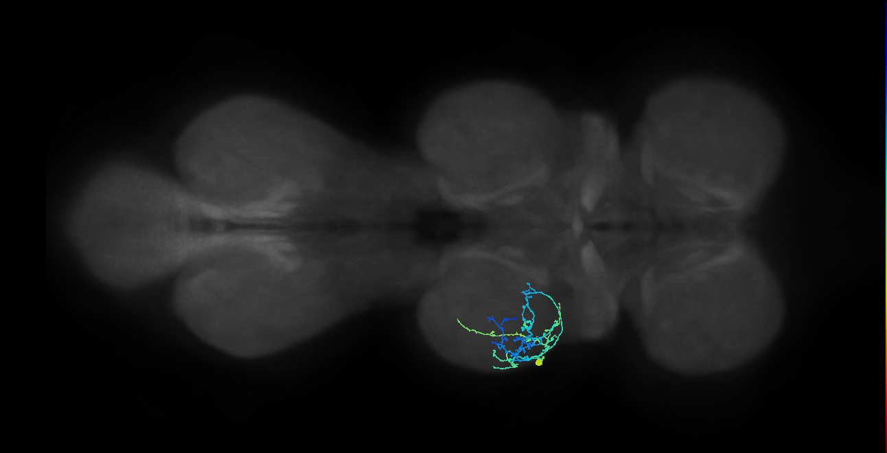 IN09A079_L (MaleCNS:815513)