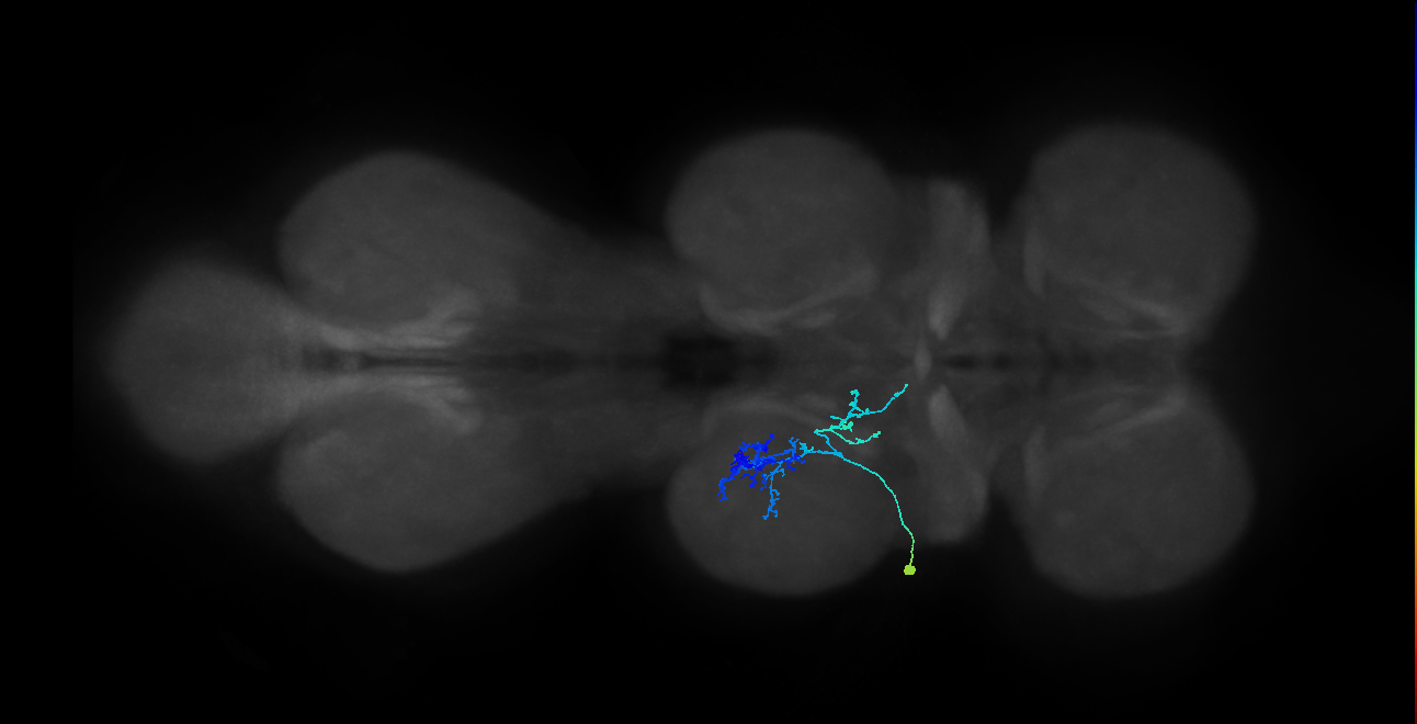IN09A082_L (MaleCNS:811322)