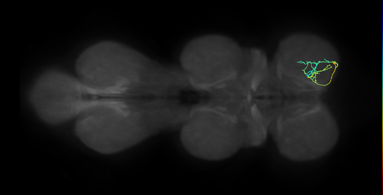 IN09A083_R (MaleCNS:911195)