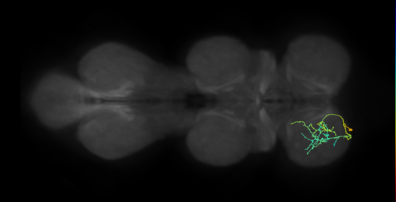 IN09A083_L (MaleCNS:810607)