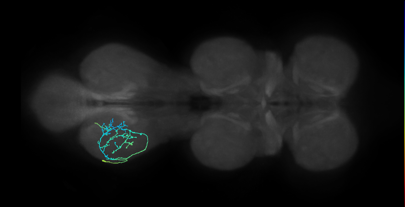 IN09A088_L (MaleCNS:804441)