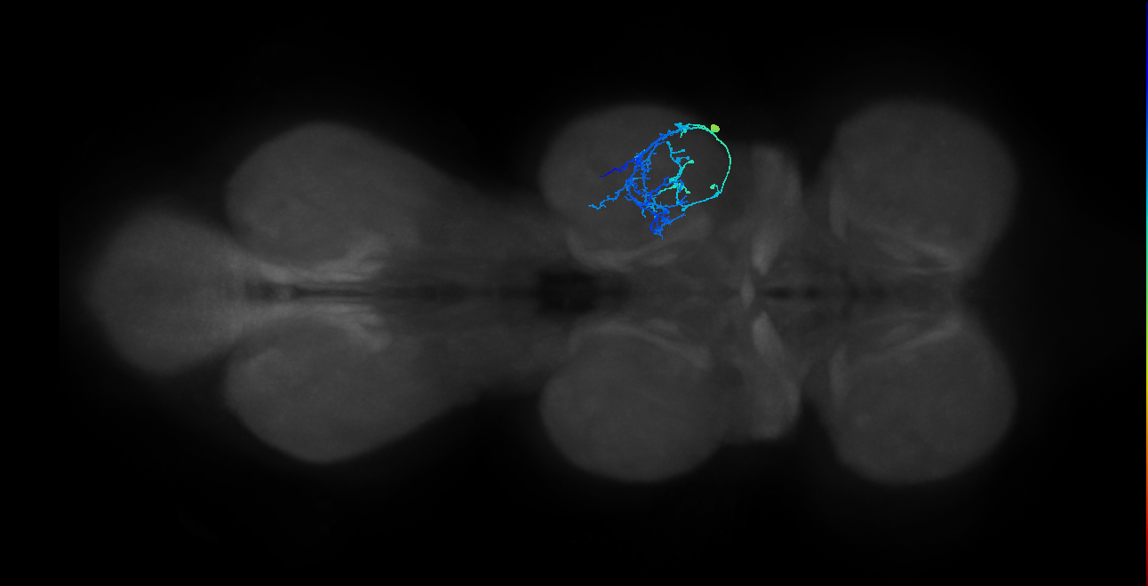 IN09A089_R (MaleCNS:814453)