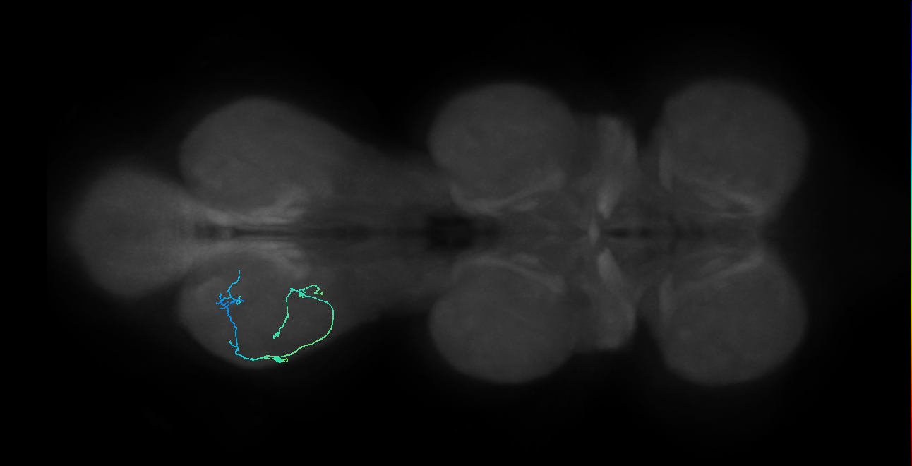 IN09A090_L (MaleCNS:820885)