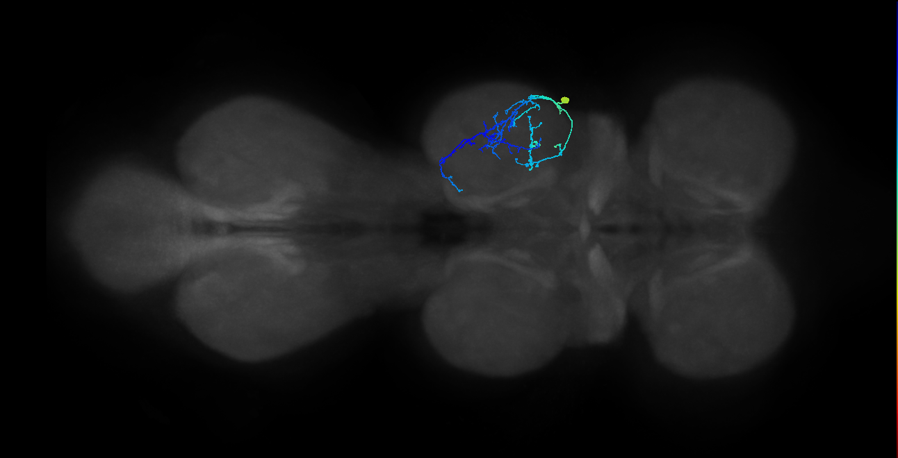 IN09A092_R (MaleCNS:807385)
