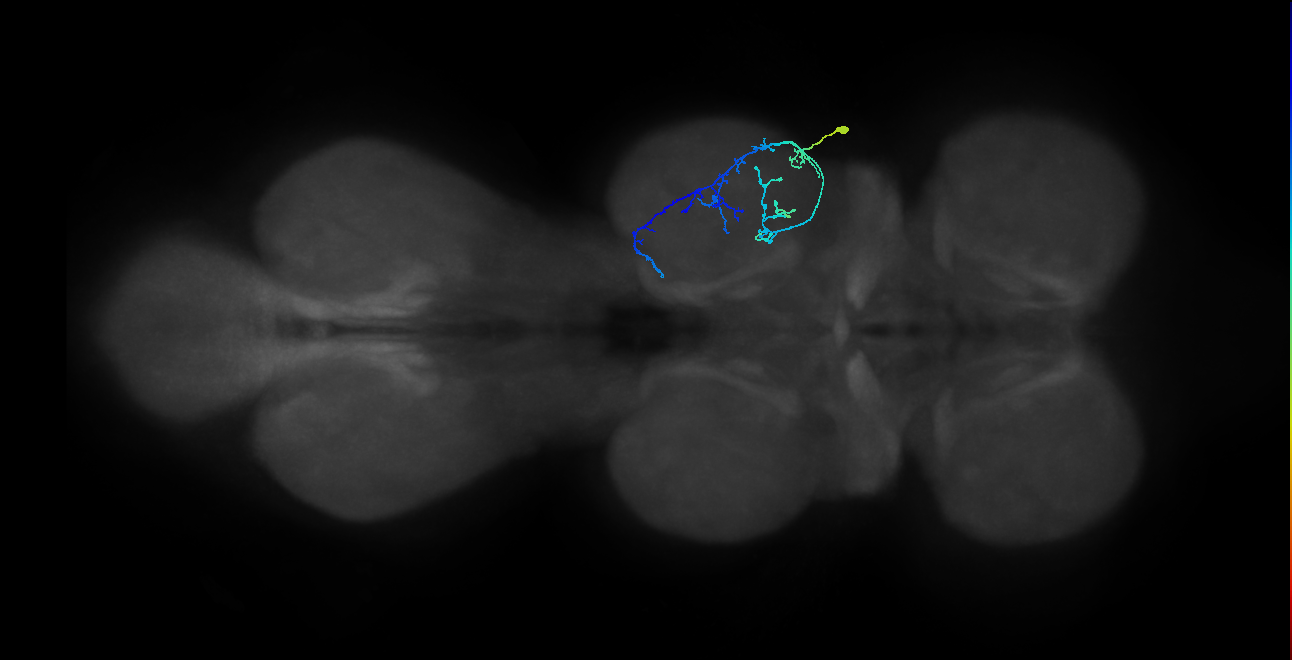 IN09A092_R (MaleCNS:818464)