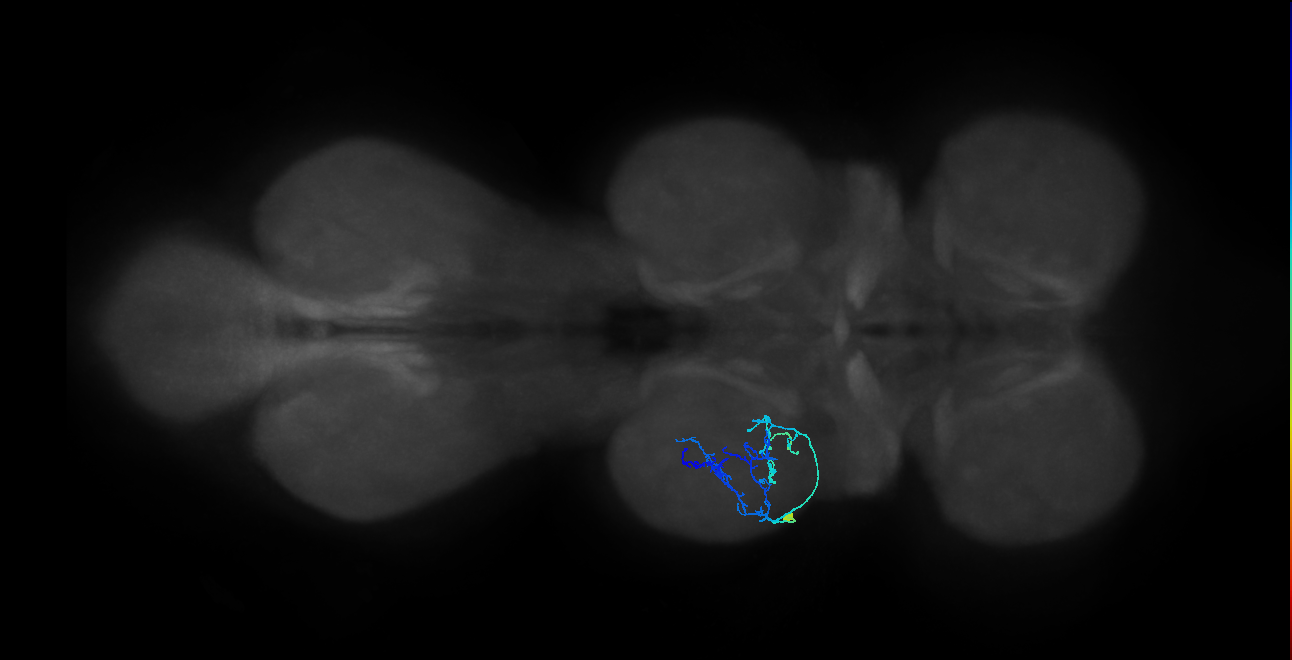 IN09A092_L (MaleCNS:814595)