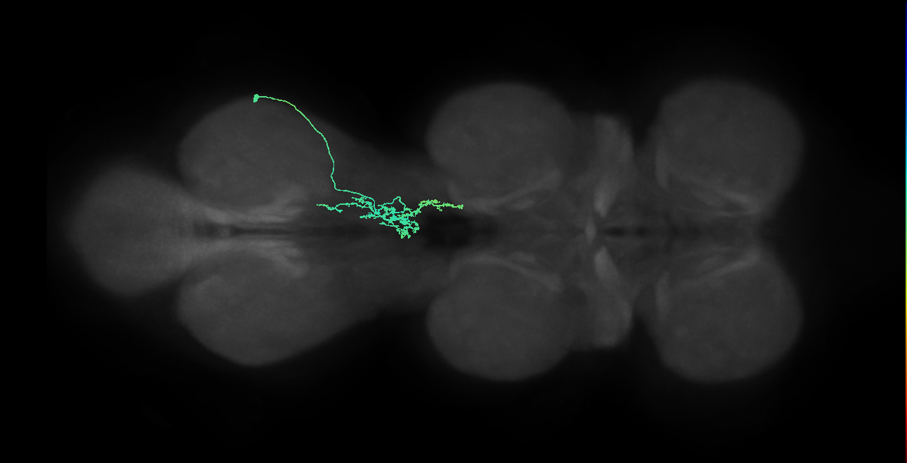 IN09A095_R (MaleCNS:806301)