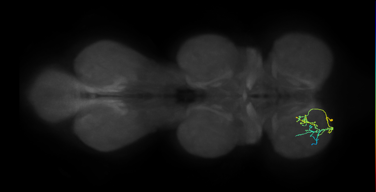 IN09A096_L (MaleCNS:819665)