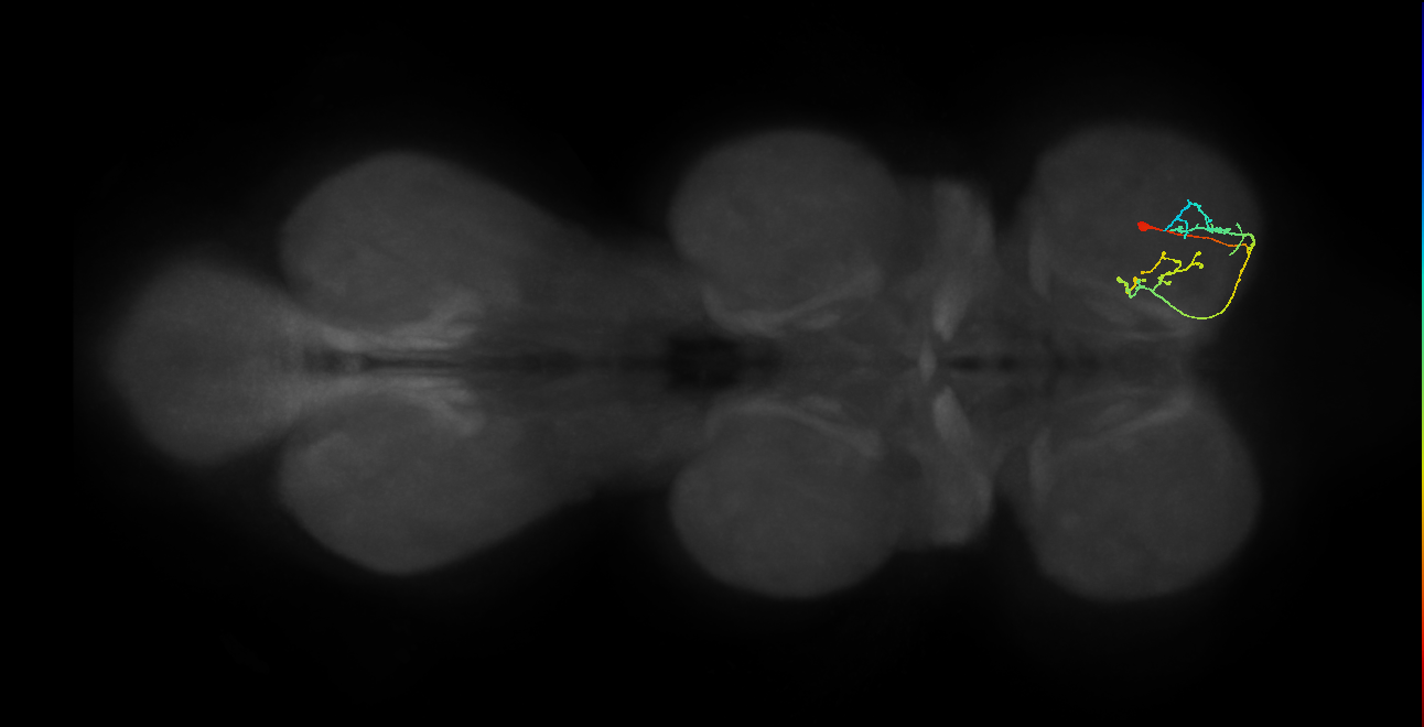IN09A096_R (MaleCNS:935333)