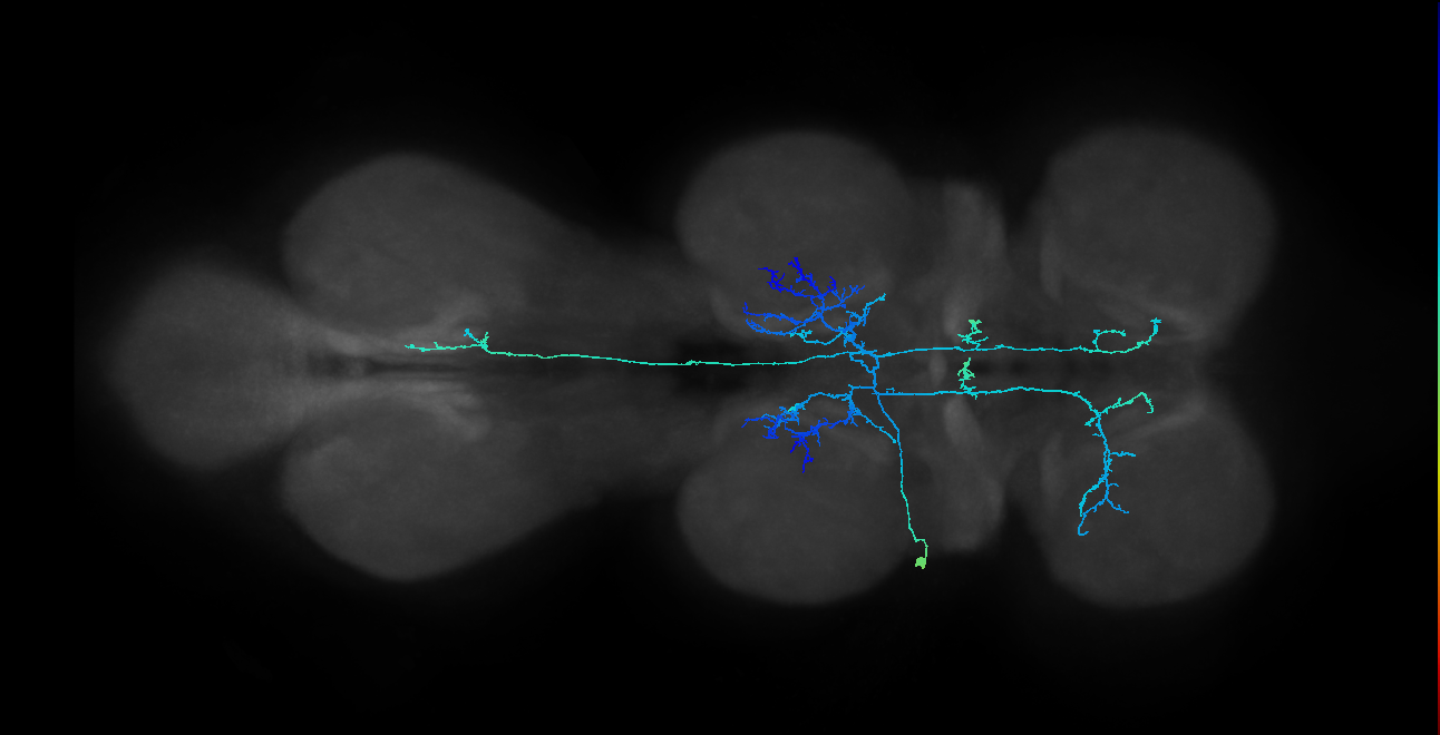IN09B046_L (MaleCNS:807084)