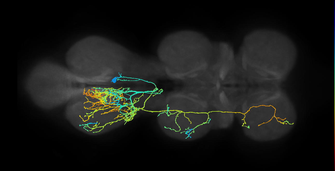 lineage NB2-2 primary interneuron