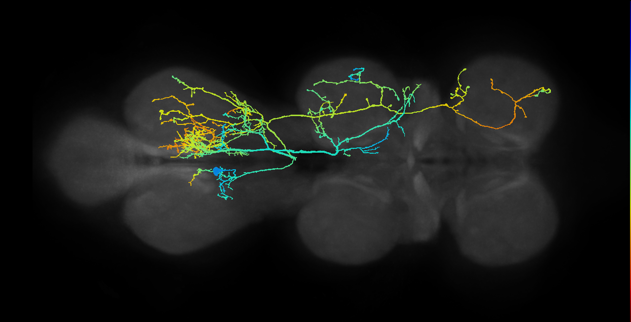 lineage NB2-2 primary interneuron