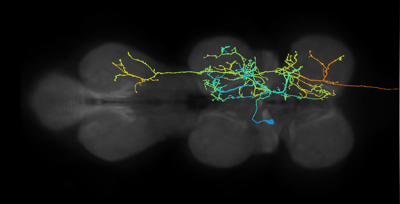 lineage NB2-2 primary interneuron
