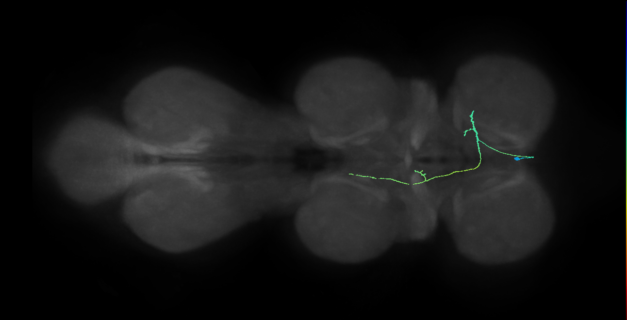 IN10B032_R (MaleCNS:1053121323)
