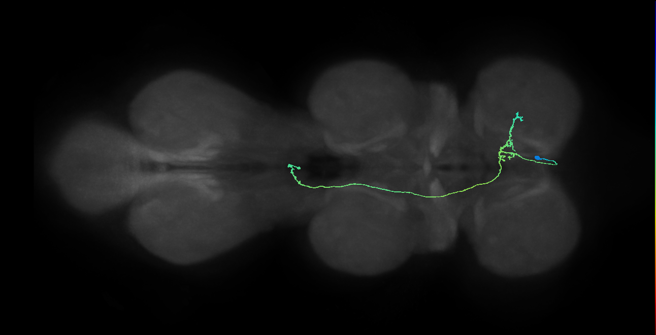 IN10B040_R (MaleCNS:935526)