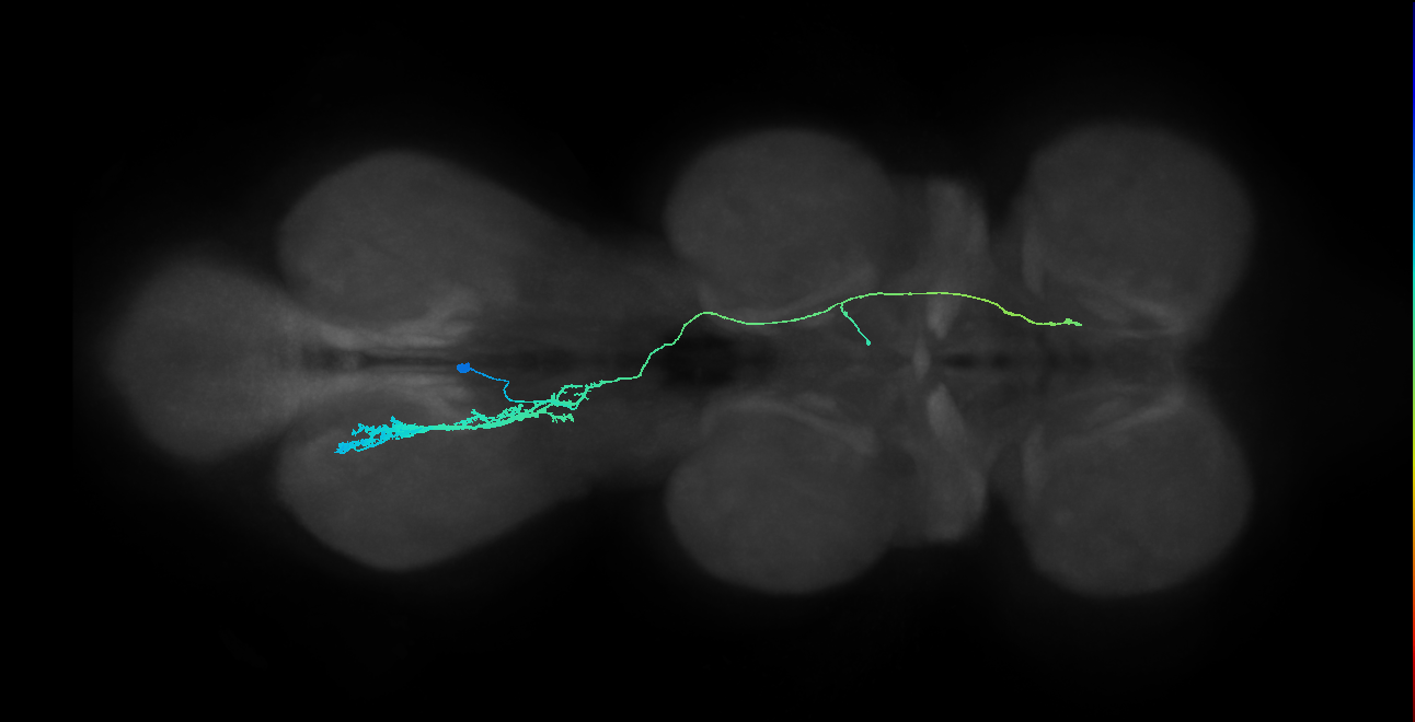 IN10B041_L (MaleCNS:1054870177)