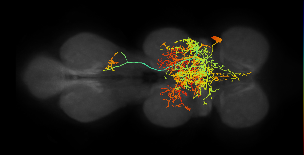 lineage NB7-2 primary interneuron