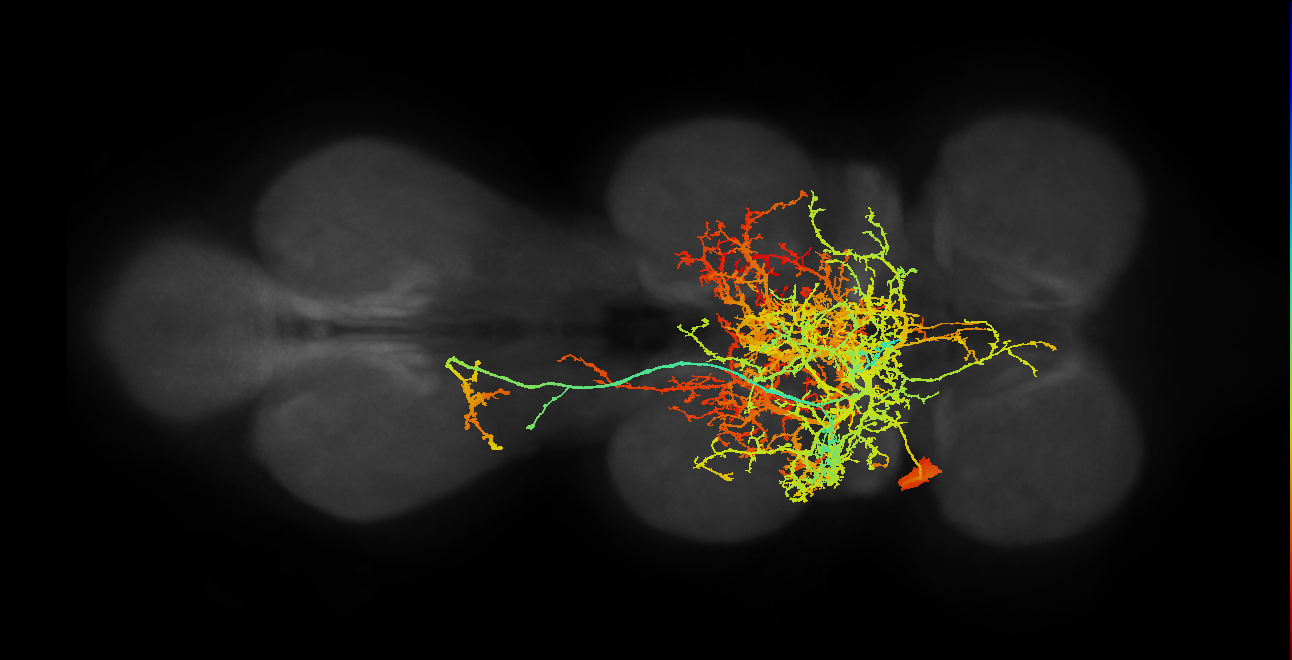 lineage NB7-2 primary interneuron