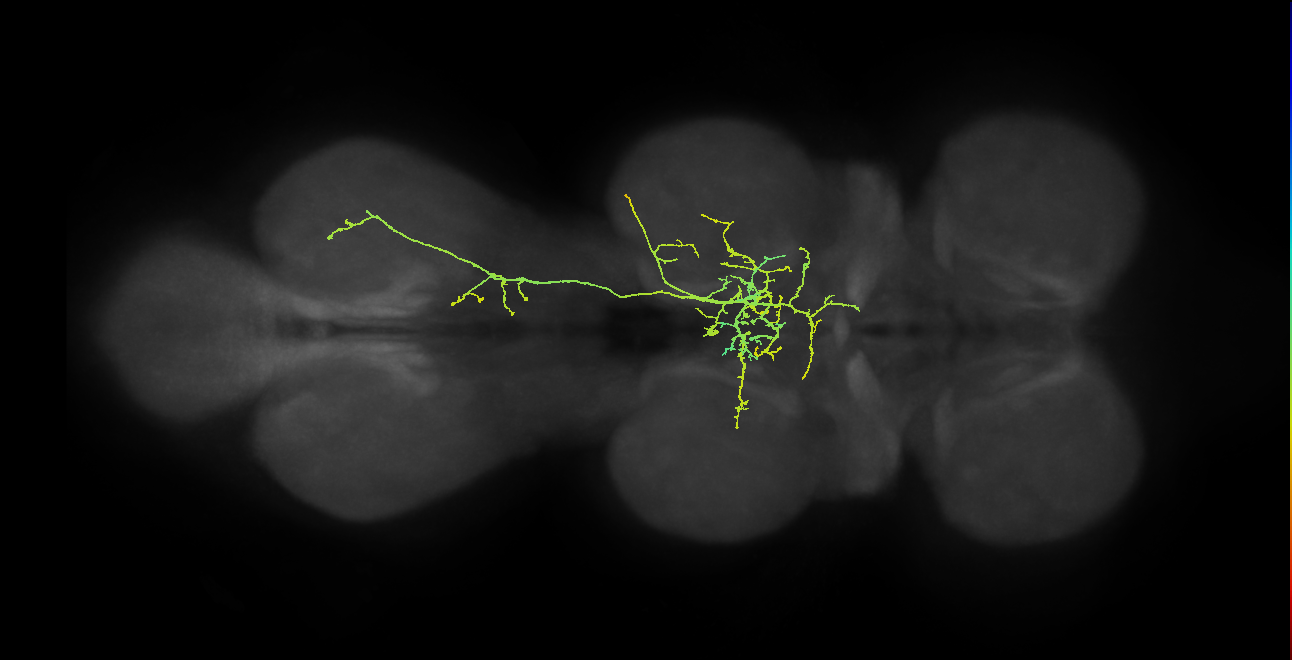 IN11A027_b_R (MaleCNS:910352)