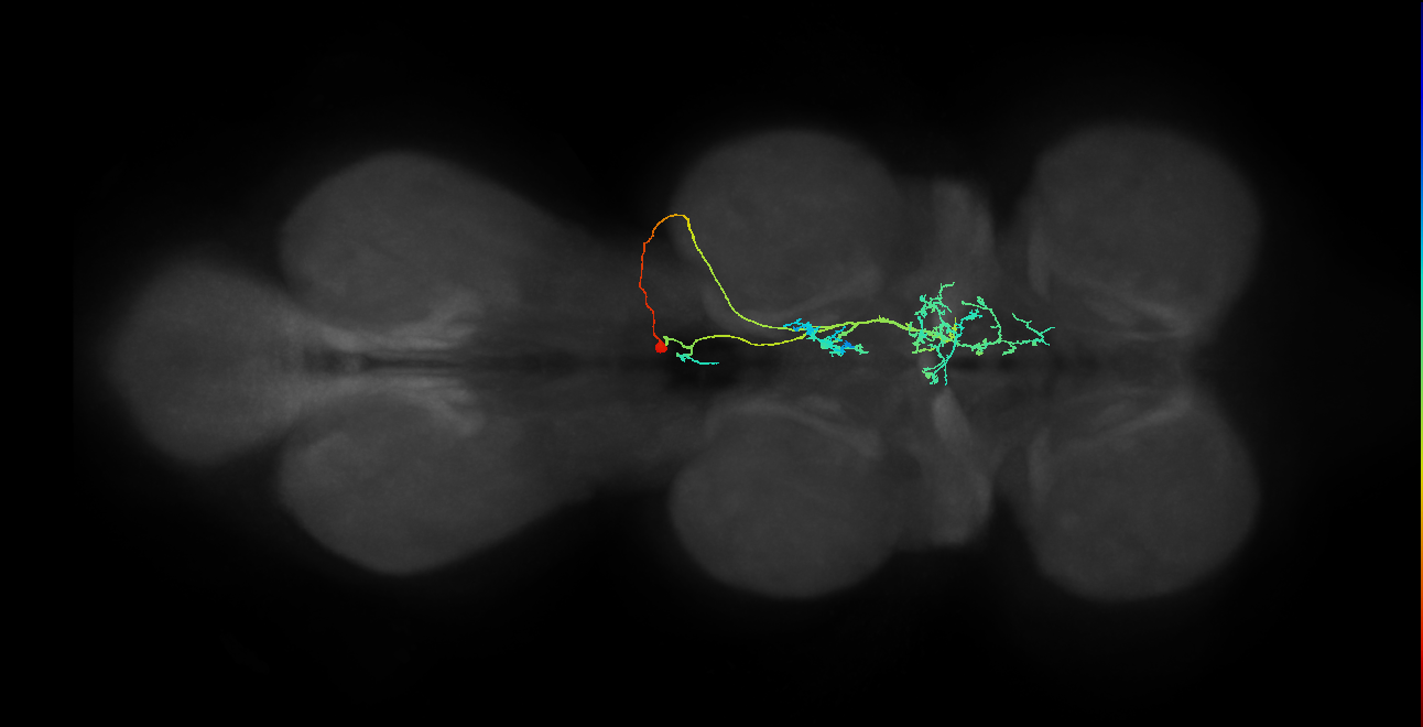 IN11A032_b_R (MaleCNS:810959)