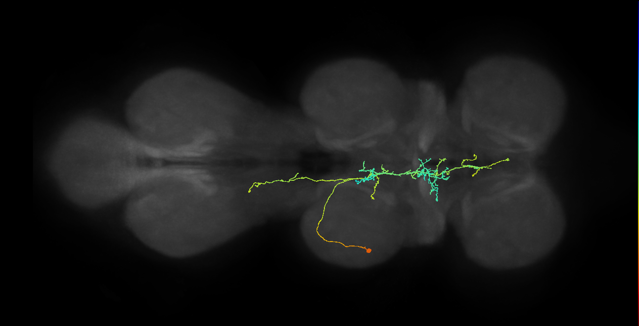 IN11A042_L (MaleCNS:806407)