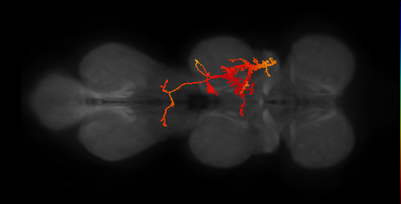 lineage NB7-2 primary interneuron