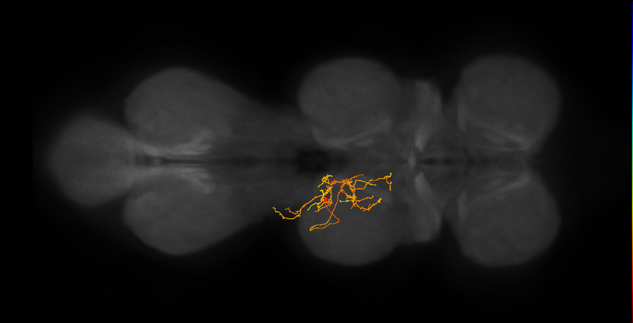 IN11B022_b_L (MaleCNS:1052546574)