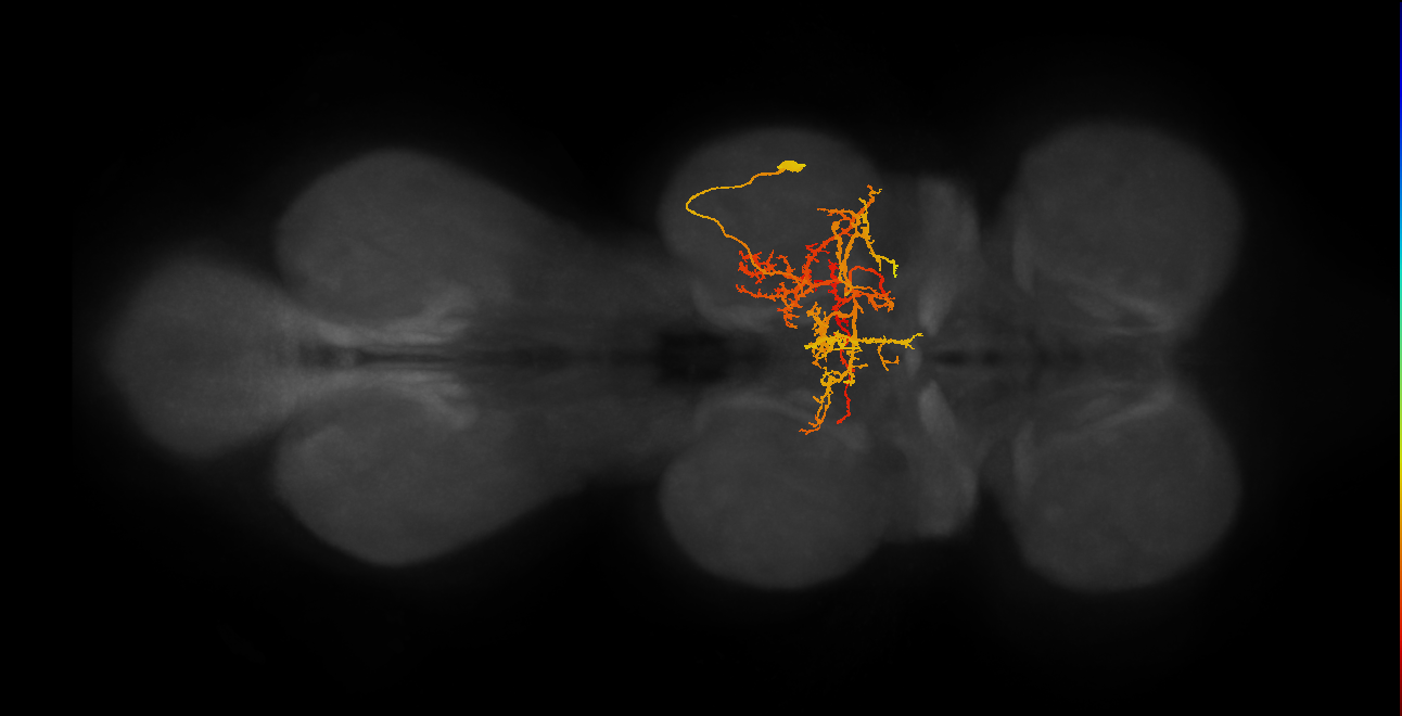 NB7-2 lineage neuron