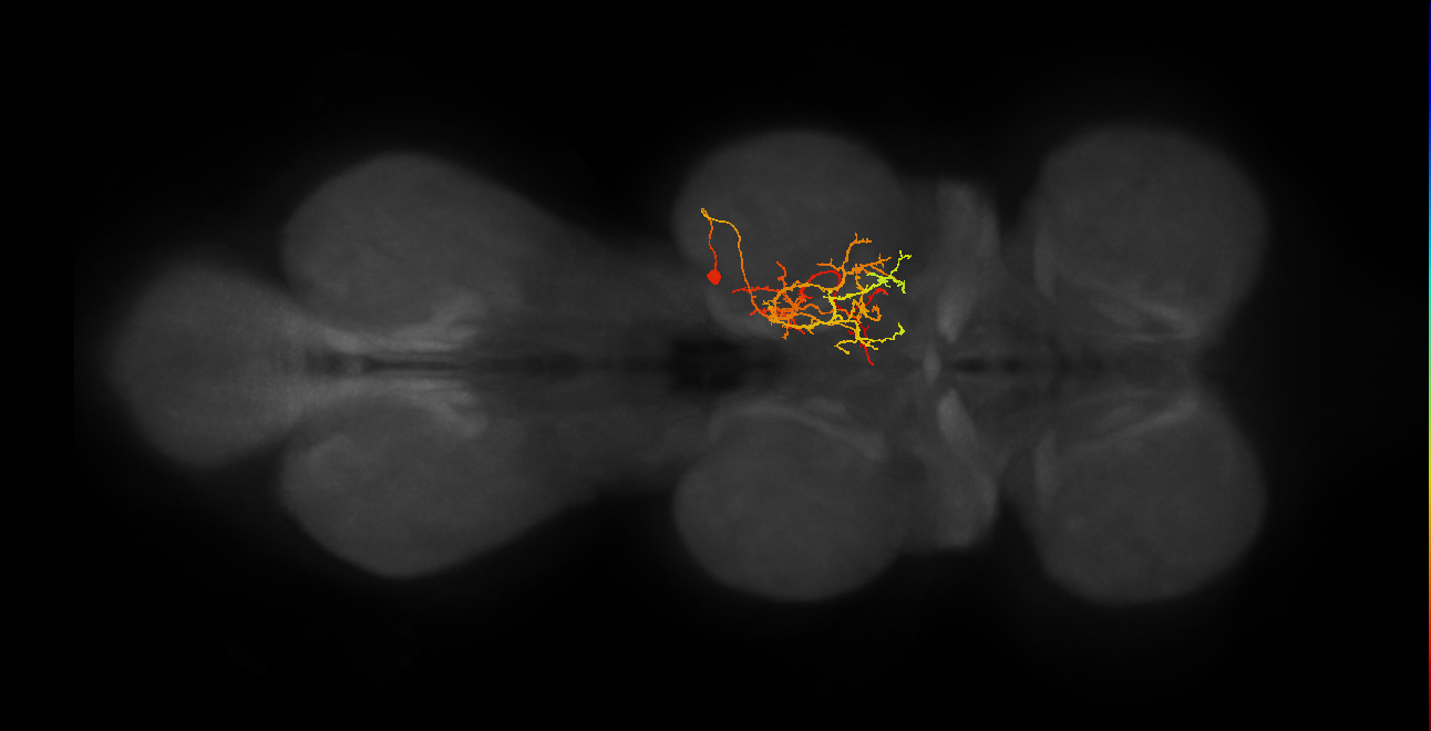 NB7-2 lineage neuron