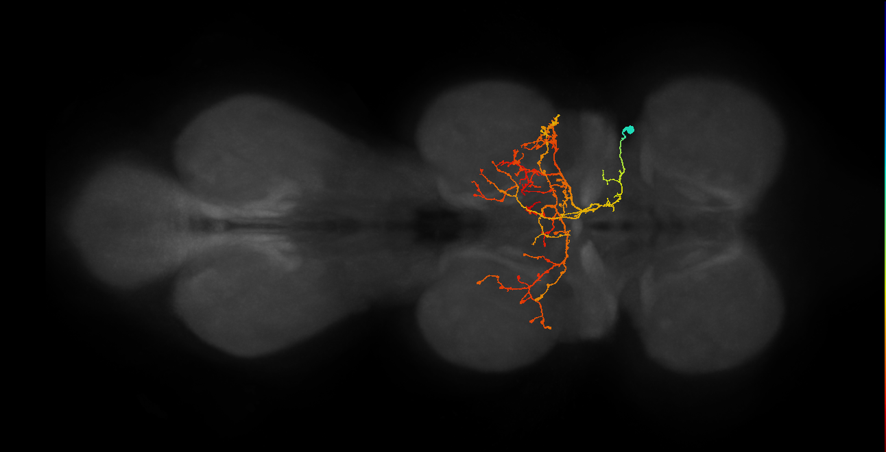 IN12A042_R (MaleCNS:805234)