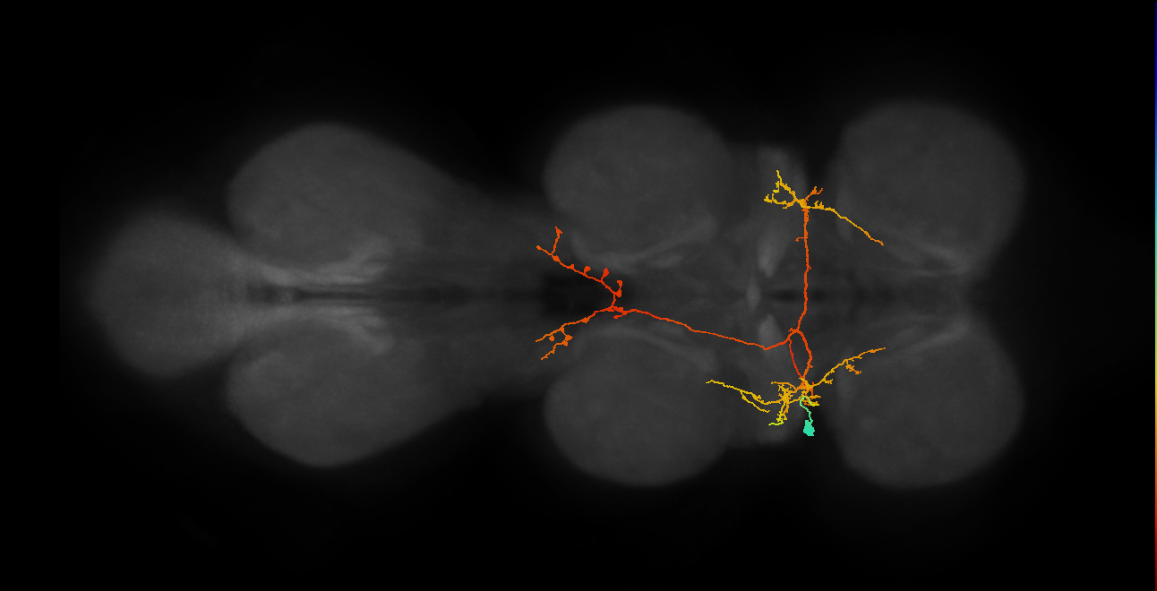 IN12A043_b_L (MaleCNS:814821)