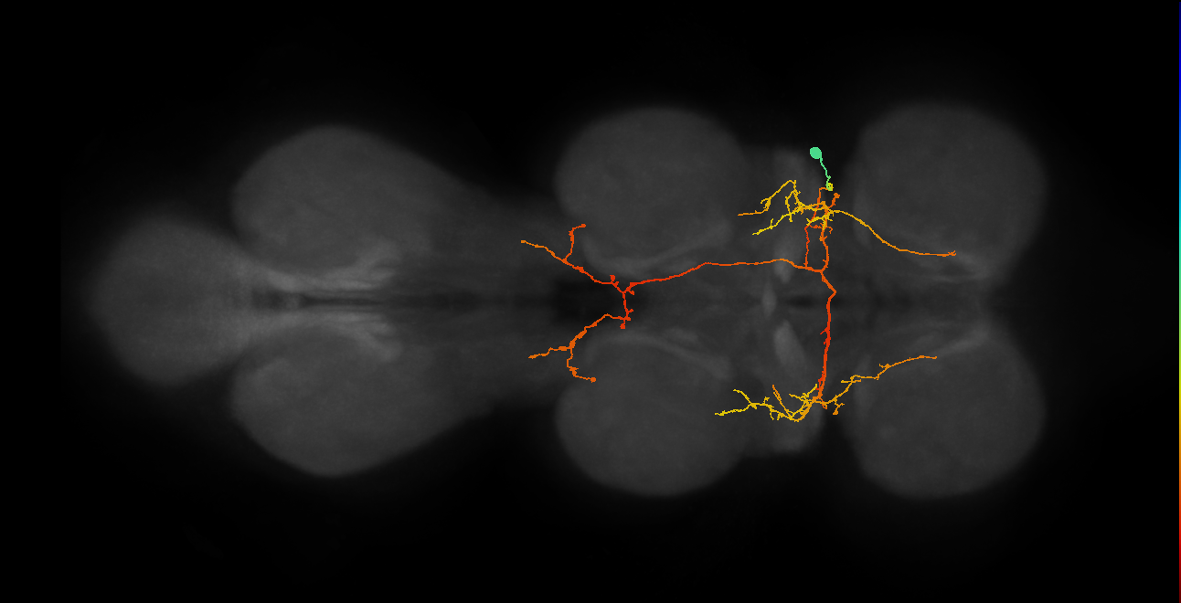IN12A043_d_R (MaleCNS:812674)