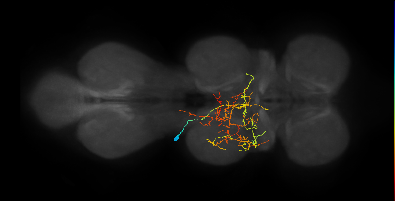 IN12A044_L (MaleCNS:809933)