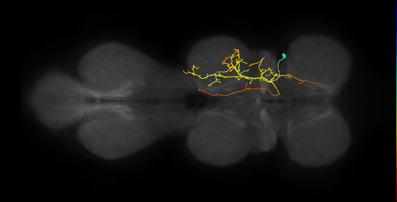 IN12A050_a_R (MaleCNS:811040)