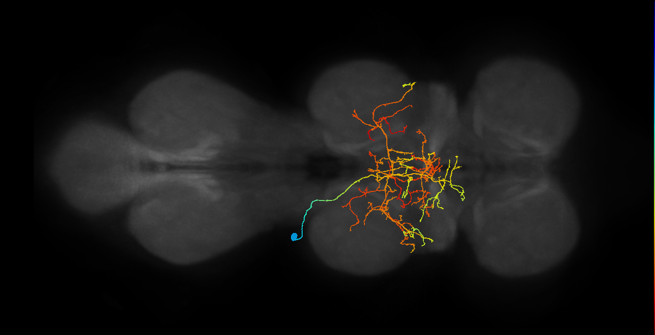 IN12A052_a_L (MaleCNS:809906)