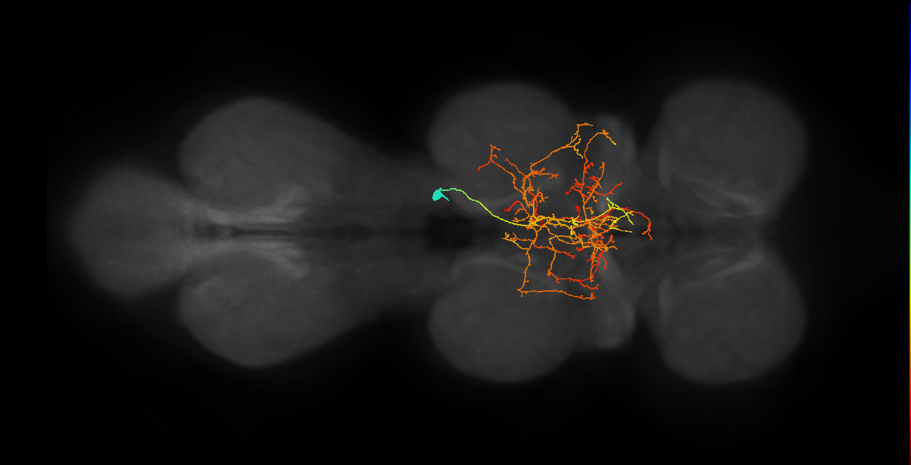 IN12A052_b_R (MaleCNS:810157)
