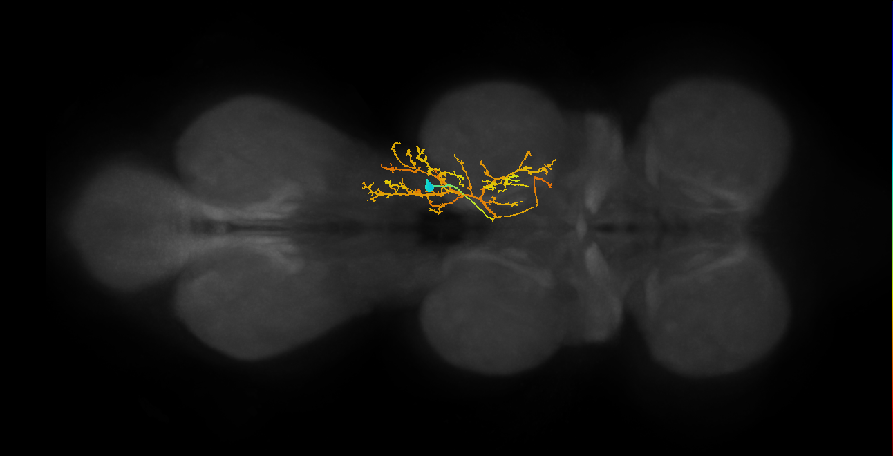 IN12A054_R (MaleCNS:810088)