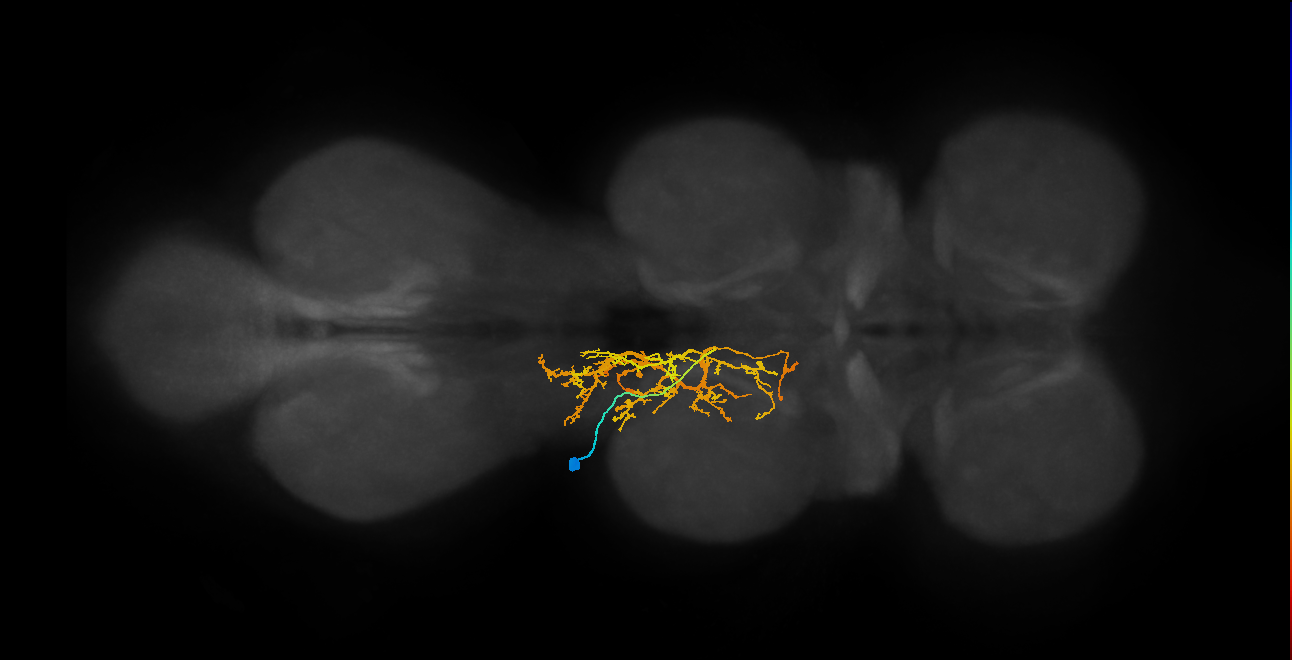 IN12A054_L (MaleCNS:808635)