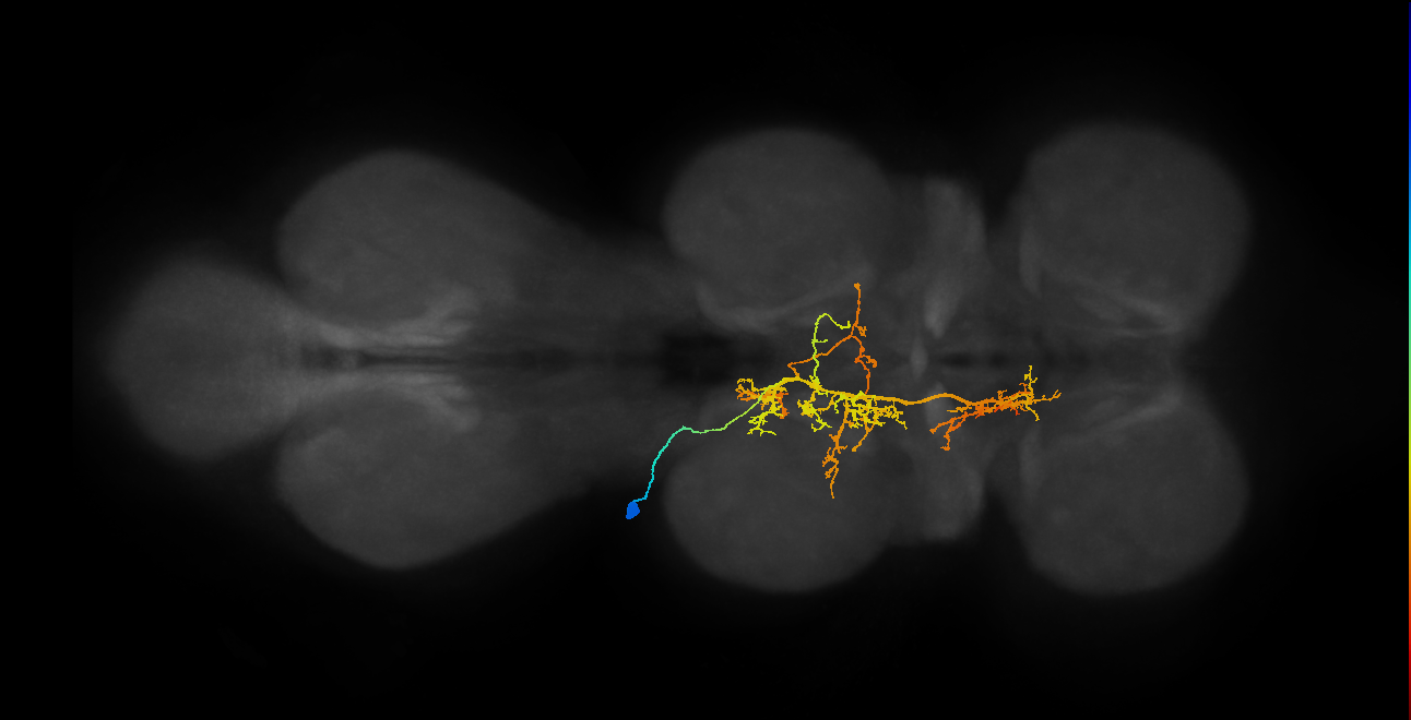 IN12A057_a_L (MaleCNS:808112)