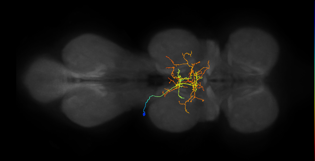 IN12A059_f_L (MaleCNS:809136)