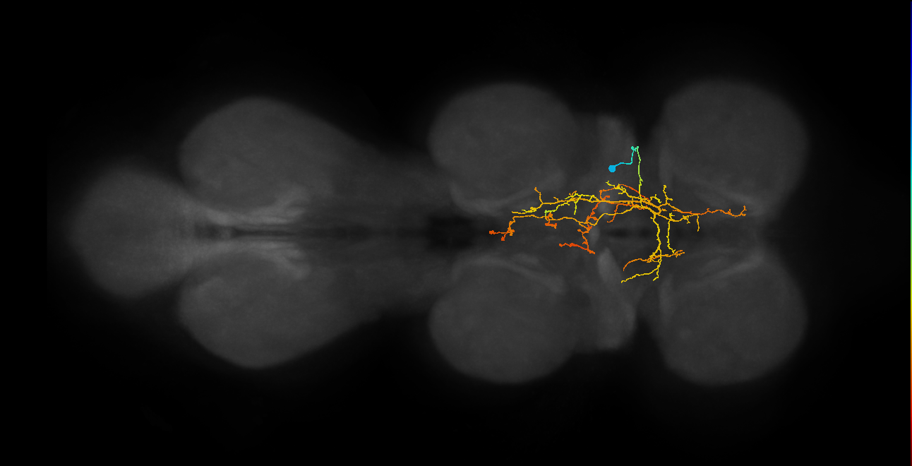 IN12A062_R (MaleCNS:811129)