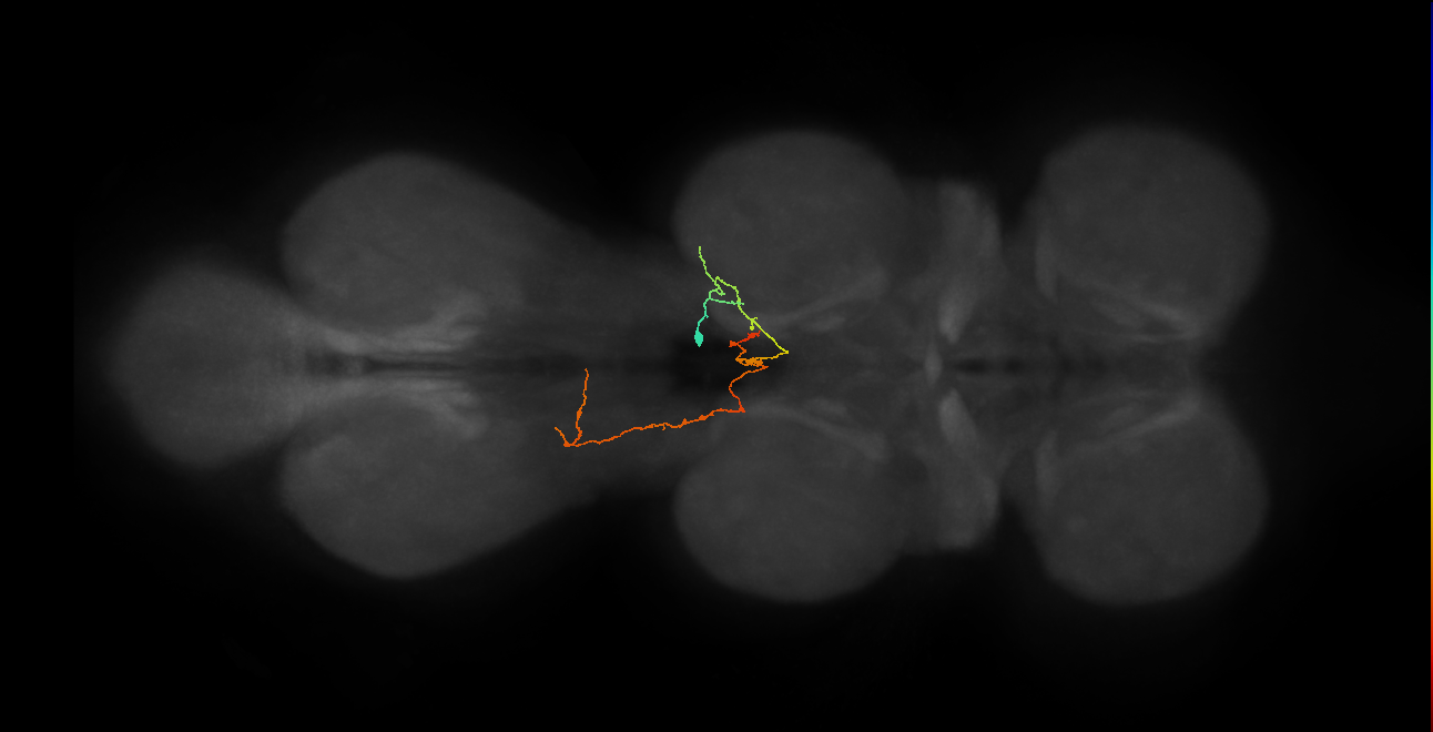 IN12A063_a_R (MaleCNS:850463)