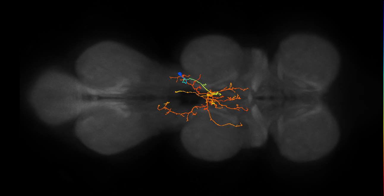 IN12A063_b_R (MaleCNS:815364)