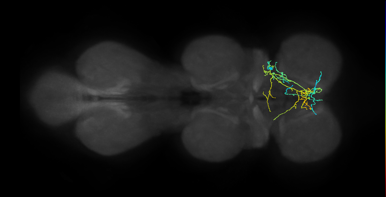 IN12A064_R (MaleCNS:814450)